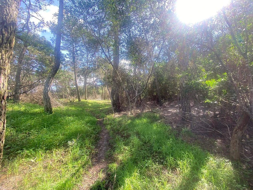 Terreno para Venda em Colares Foto 1