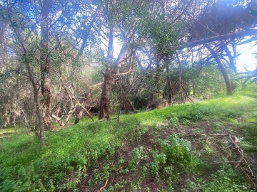 Terreno para Venda em Colares