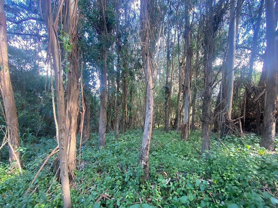 Terreno para Venda em Colares Foto 5