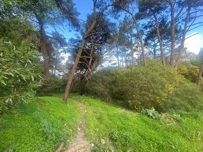 Terreno para Venda em Colares Foto 14