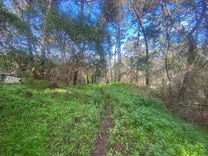 Terreno para Venda em Colares Foto 8