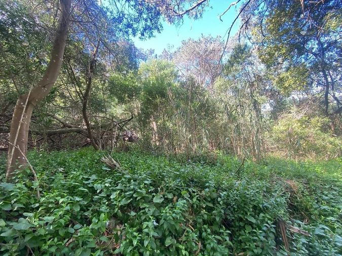 Terreno para Venda em Colares Foto 6