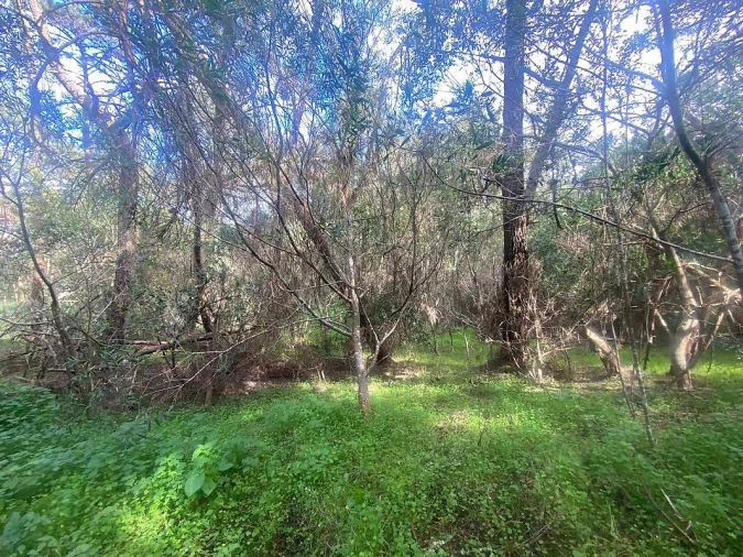 Terreno para Venda em Colares Foto 16