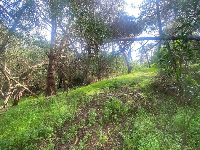 Terreno para Venda em Colares Foto 17