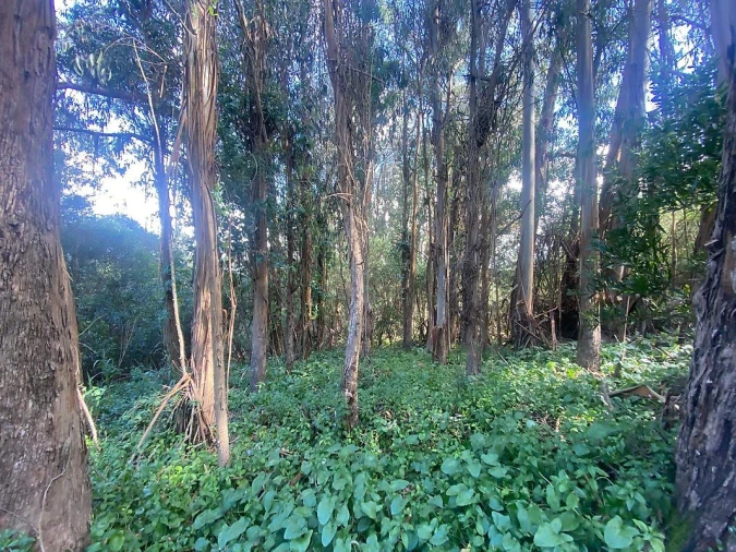 Terreno para Venda em Colares Foto 3