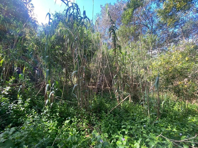 Terreno para Venda em Colares Foto 7