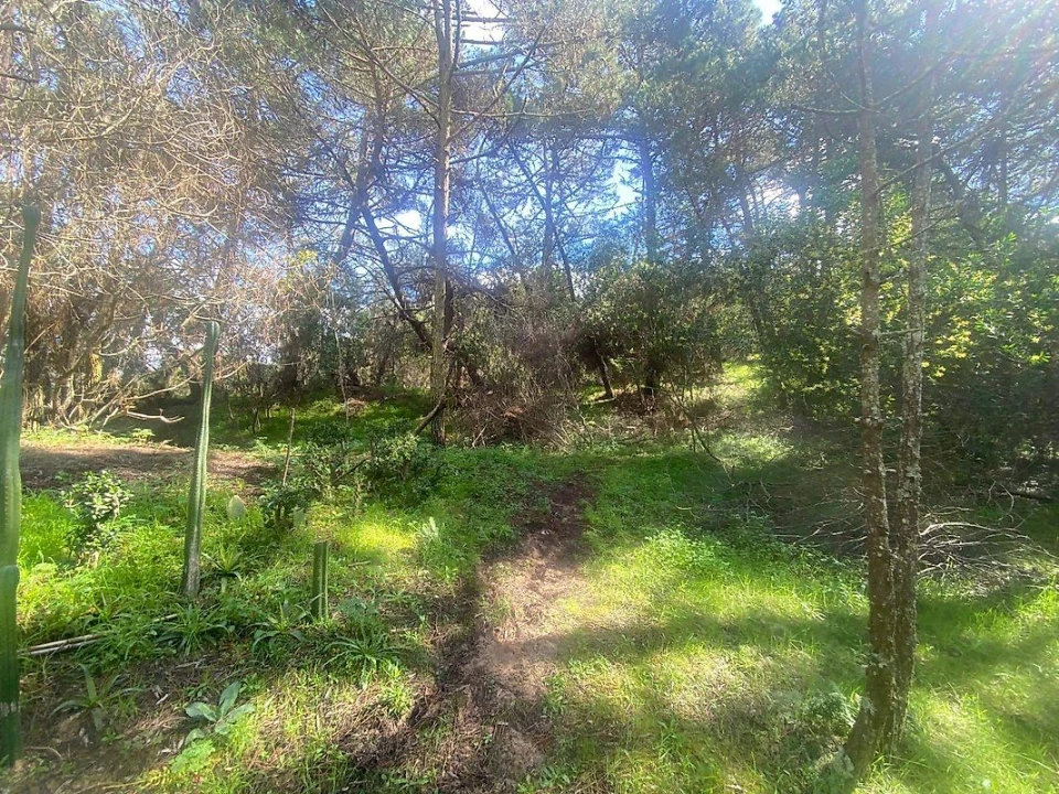 Terreno para Venda em Colares Foto 11