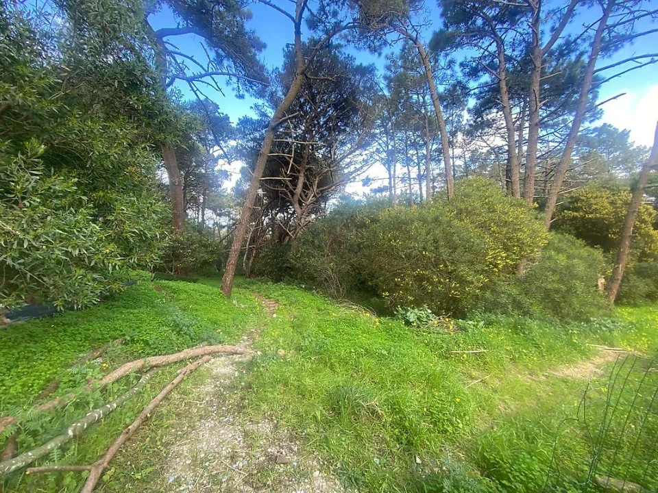 Terreno para Venda em Colares Foto 9