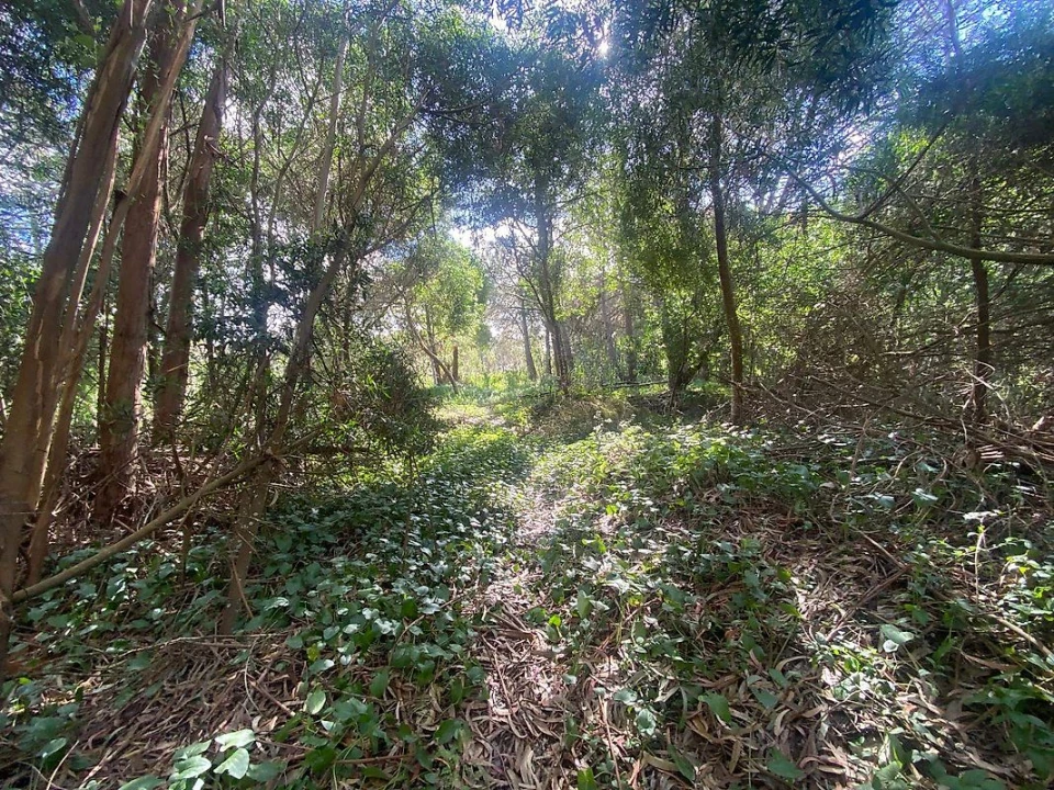 Terreno para Venda em Colares Foto 4