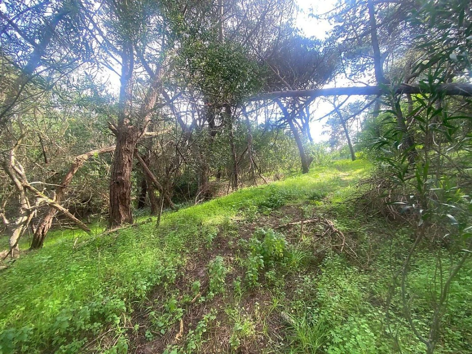 Terreno para Venda em Colares Foto 17