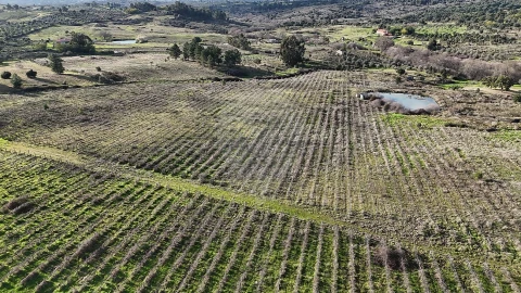 Terreno para Venda em São Miguel de Acha