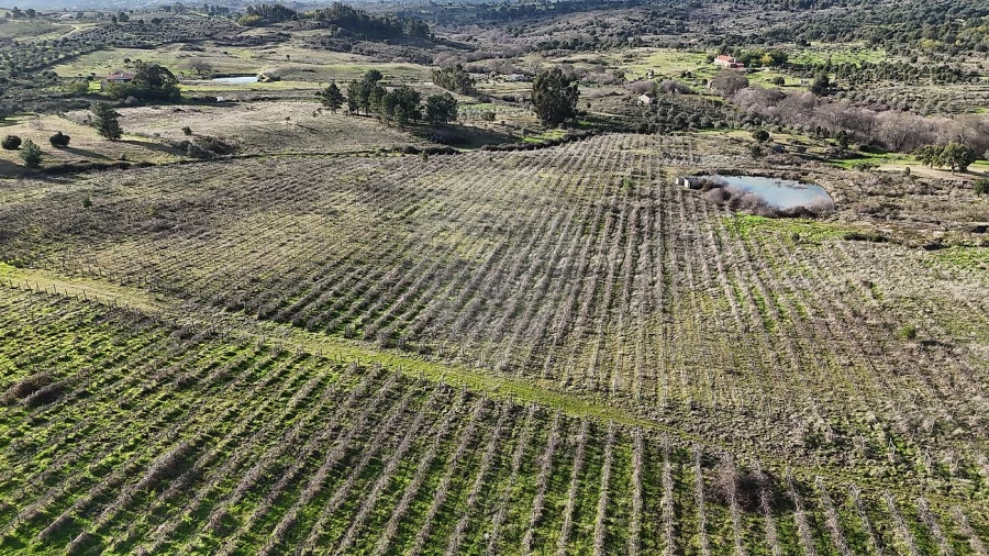 Terreno para Venda em São Miguel de Acha Foto 5