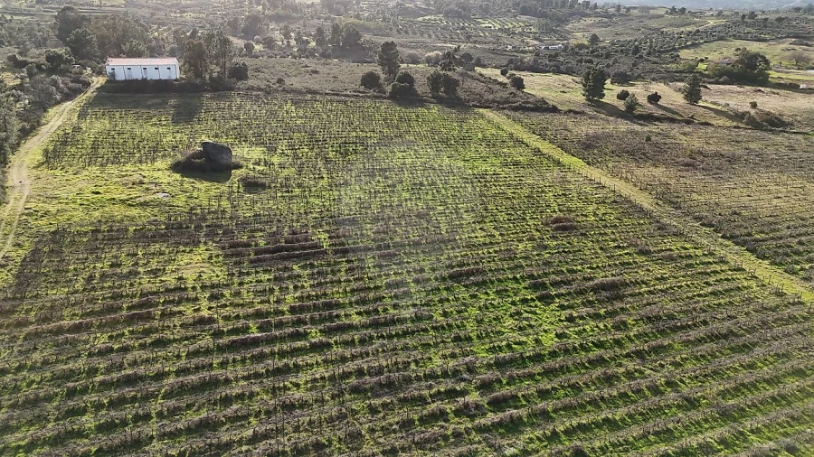 Terreno para Venda em São Miguel de Acha Foto 3