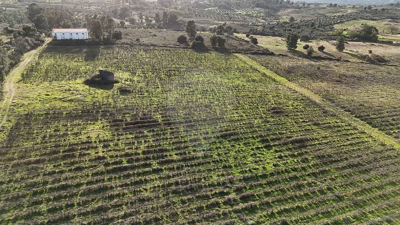 Terreno para Venda em São Miguel de Acha Foto 3
