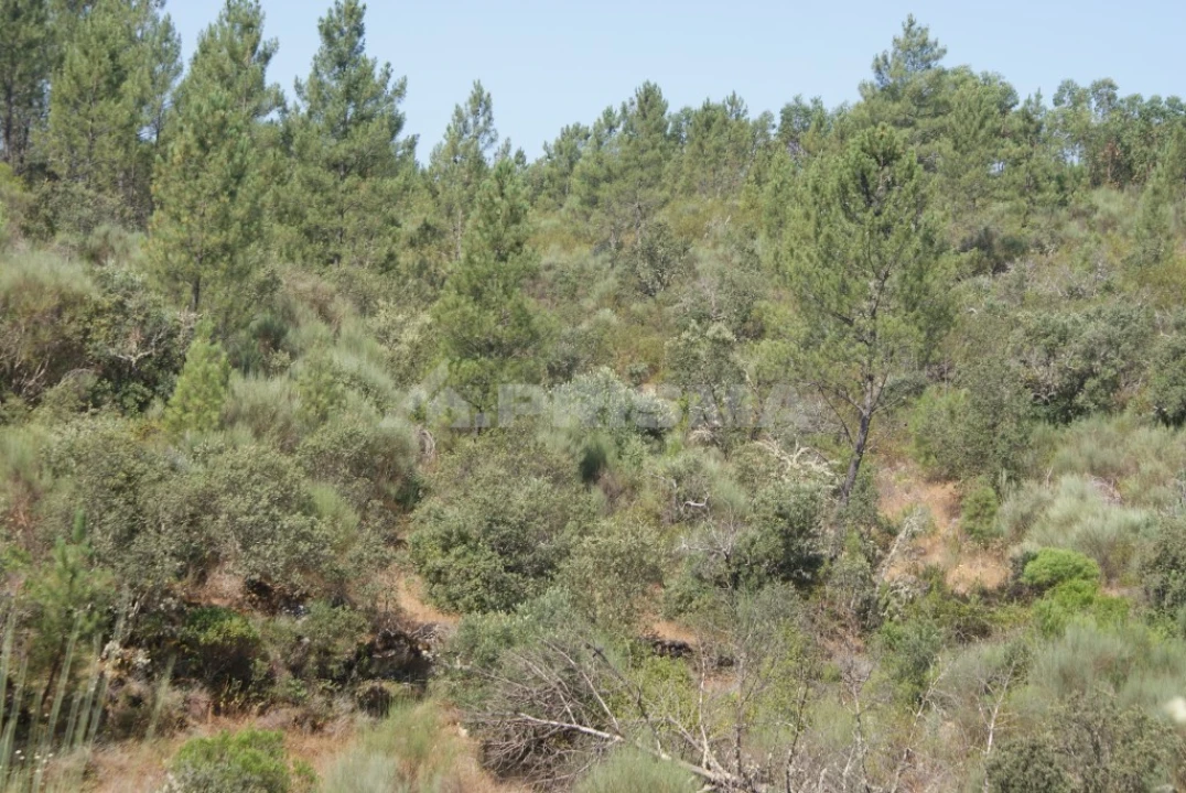 Terreno para Venda em Freixial e Juncal do Campo Foto 2