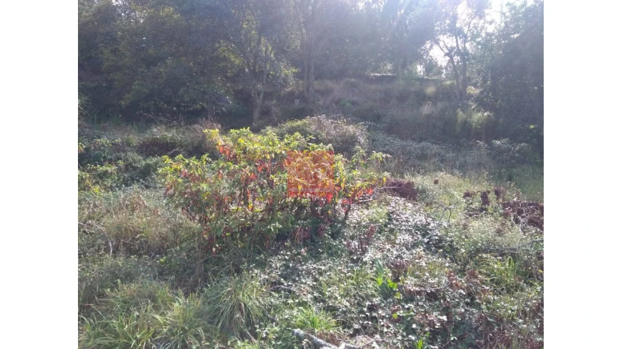 Quinta T1 para Venda em Antas Foto 3