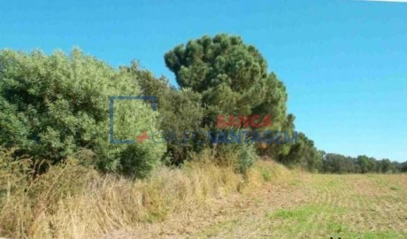 Terreno Agricola ou Rústico para Venda em São Teotónio