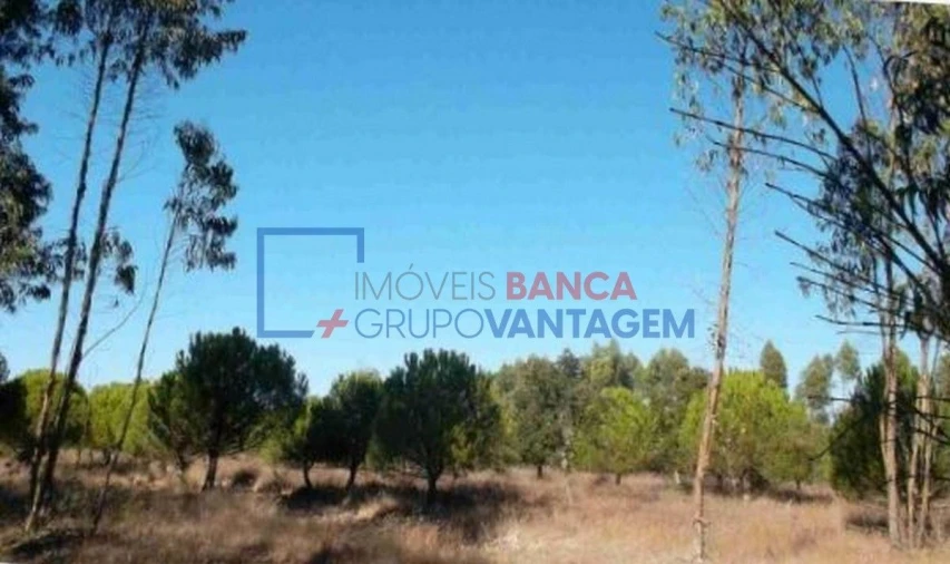 Terreno Agricola ou Rústico para Venda em São Teotónio Foto 6