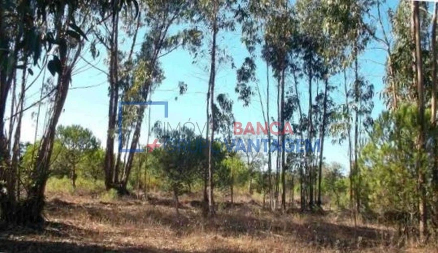 Terreno Agricola ou Rústico para Venda em São Teotónio Foto 7