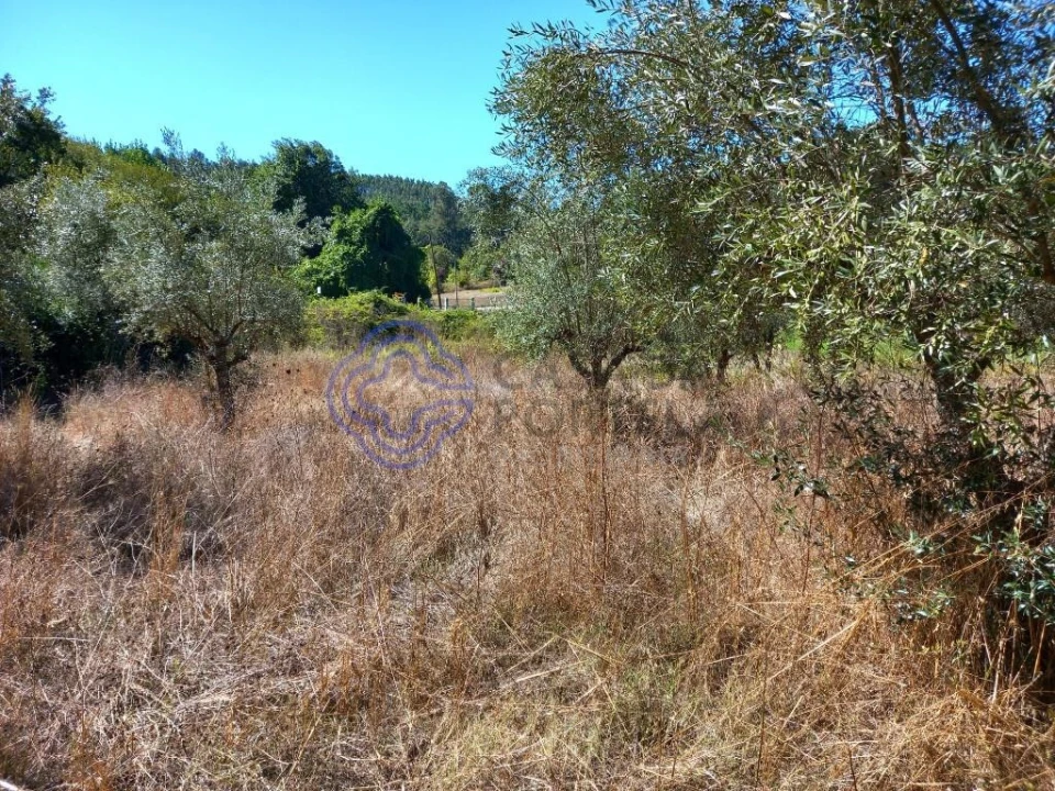 Terreno para Venda em Beco Foto 14