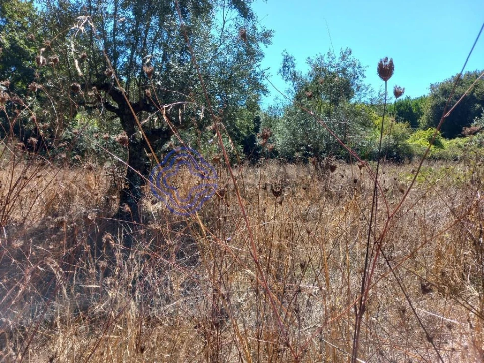 Terreno para Venda em Beco Foto 6