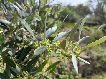 Quinta T0 para Venda em Freixial e Juncal do Campo