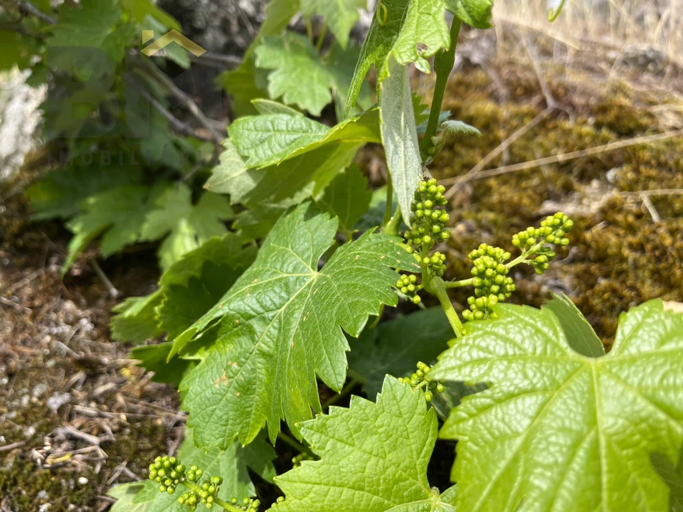 Quinta T0 para Venda em Freixial e Juncal do Campo Foto 16