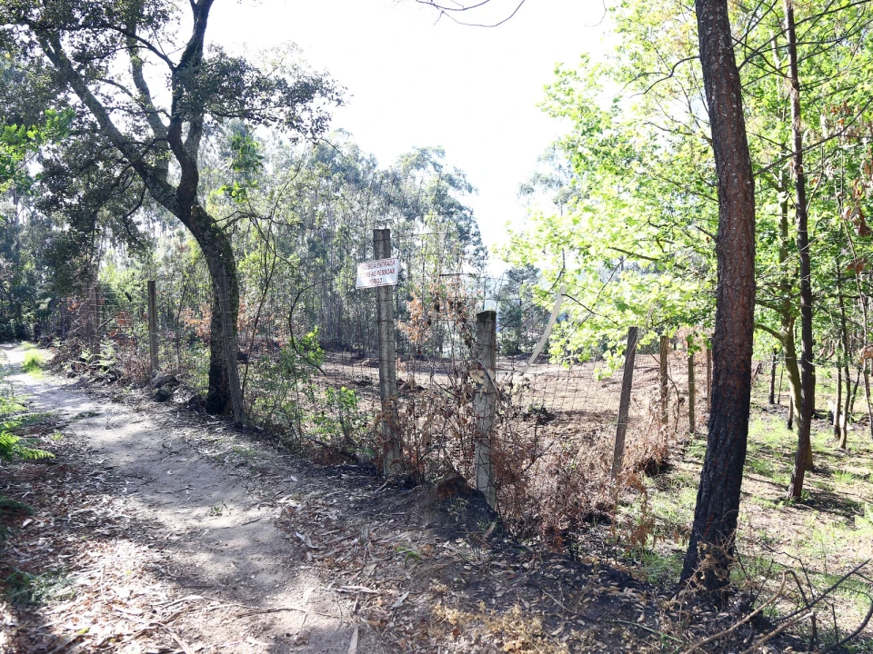 Terreno para Venda em Lustosa e Barrosas (Santo Estêvão) Foto 2