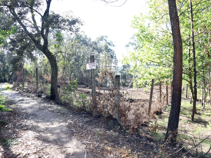 Terreno para Venda em Lustosa e Barrosas (Santo Estêvão) Foto 2