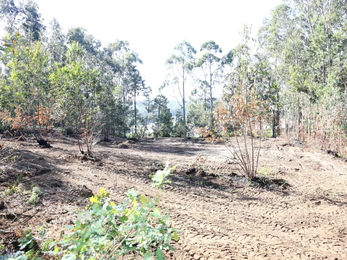 Terreno para Venda em Lustosa e Barrosas (Santo Estêvão) Foto 4