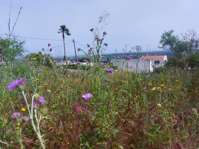 Terreno para Venda em Santa Barbara de Nexe Foto 2