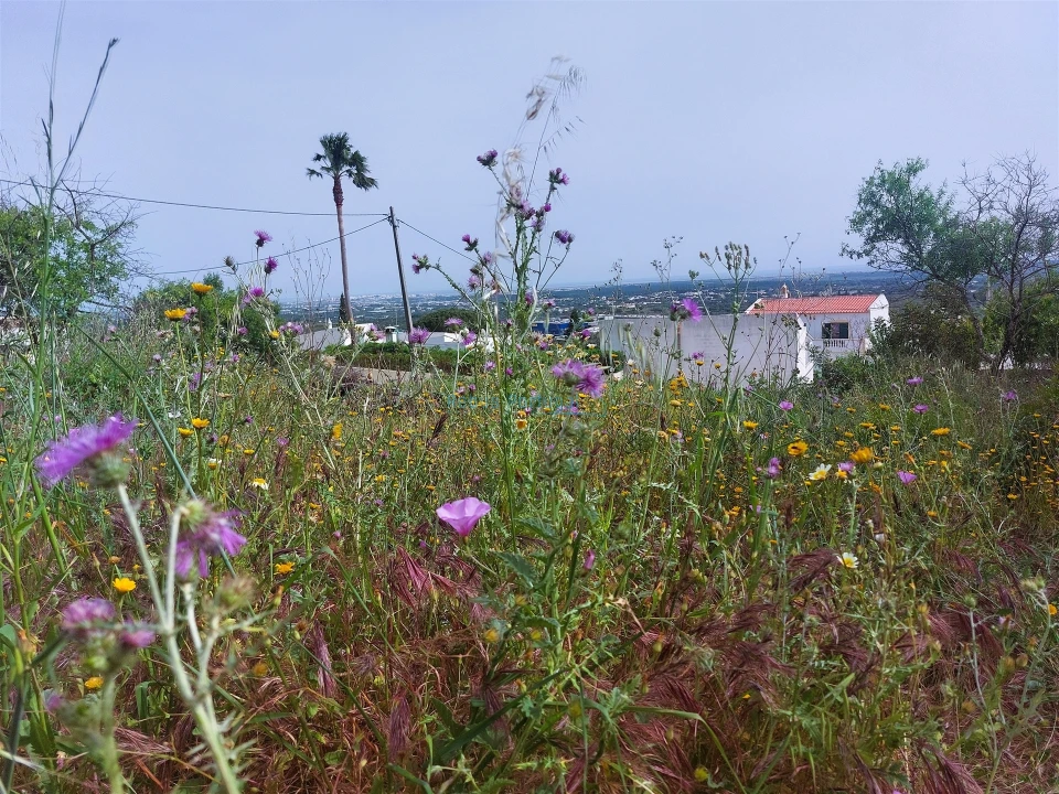 Terreno para Venda em Santa Barbara de Nexe Foto 2