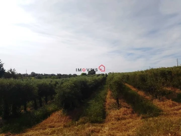 Terreno para Venda em Almoster