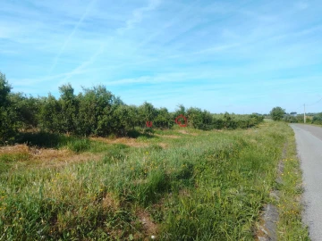 Terreno para Venda em Almoster