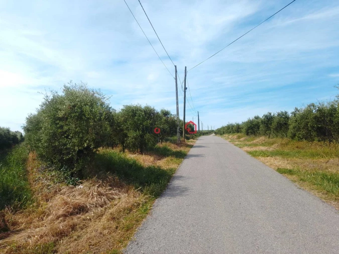 Terreno para Venda em Almoster Foto 3