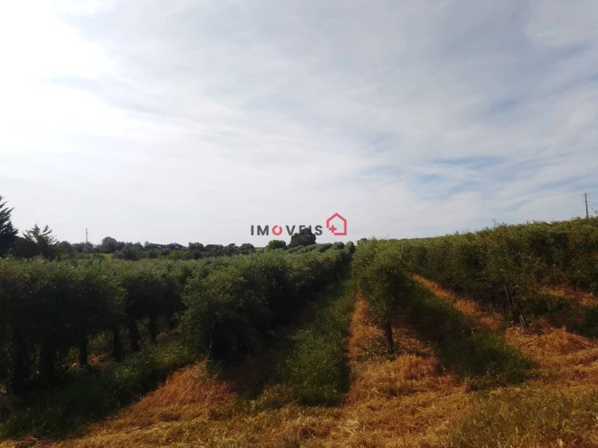 Terreno para Venda em Almoster Foto 13