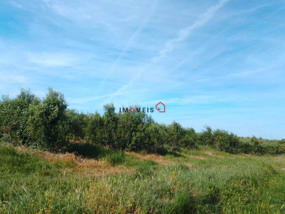 Terreno para Venda em Almoster Foto 2