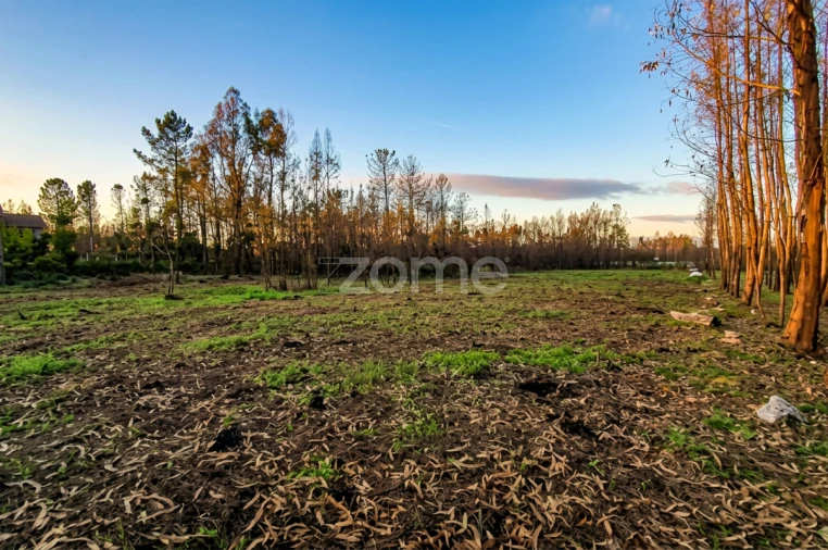 Terreno para Venda em Águas Boas e Forles Foto 5