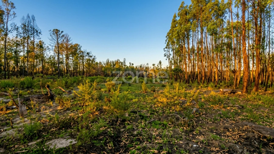 Terreno para Venda em Águas Boas e Forles