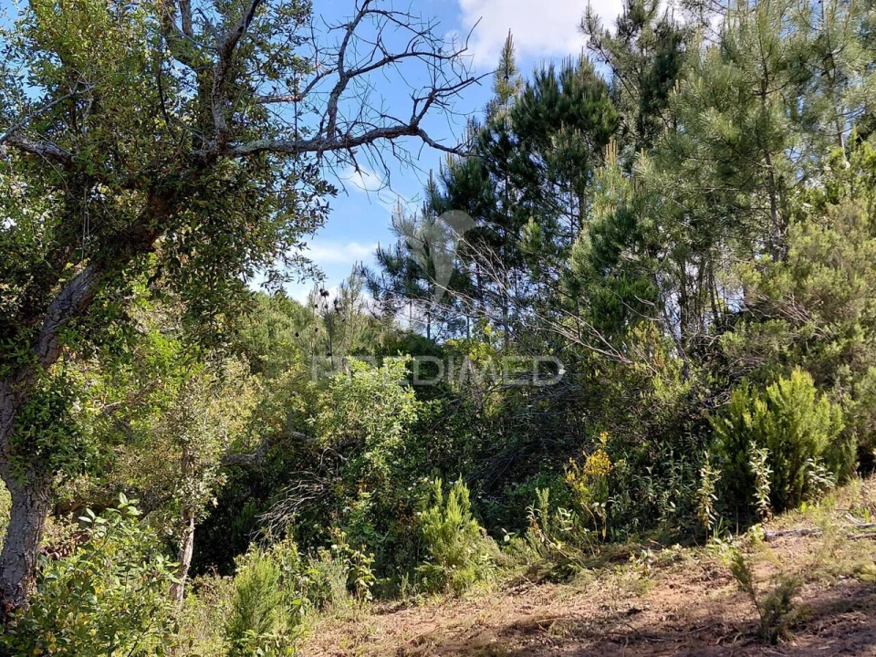 Terreno para Venda em São Francisco da Serra Foto 8