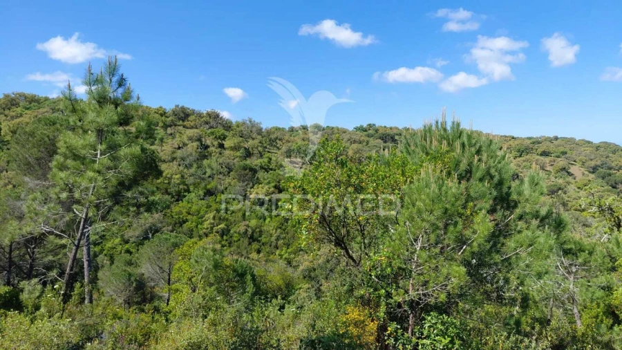 Terreno para Venda em São Francisco da Serra Foto 4