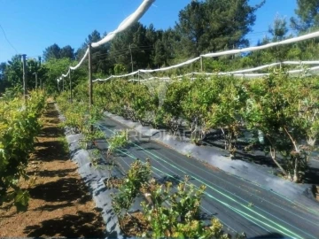 Terreno para Venda em Torgueda