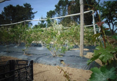 Terreno para Venda em Torgueda