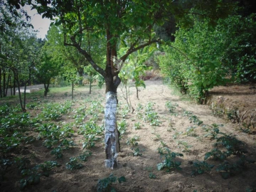 Terreno para Venda em Torgueda