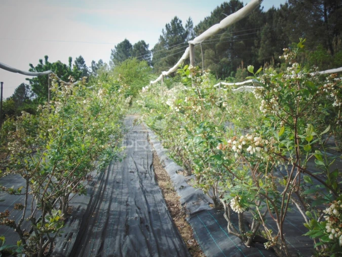 Terreno para Venda em Torgueda Foto 16