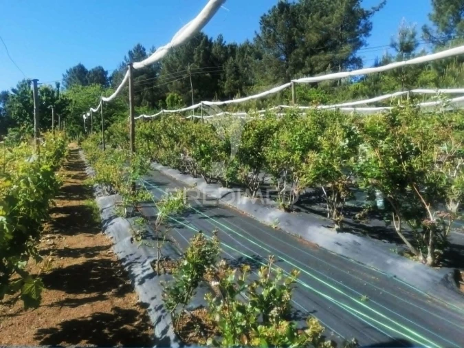 Terreno para Venda em Torgueda Foto 22