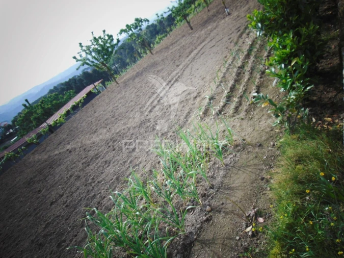 Terreno para Venda em Torgueda Foto 13