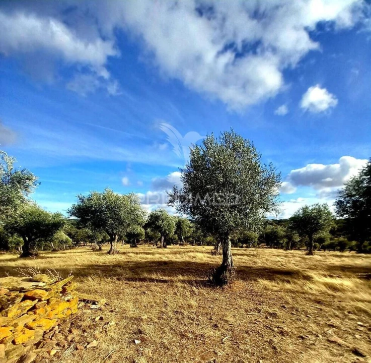 Quinta T1 para Venda em Redondo Foto 23