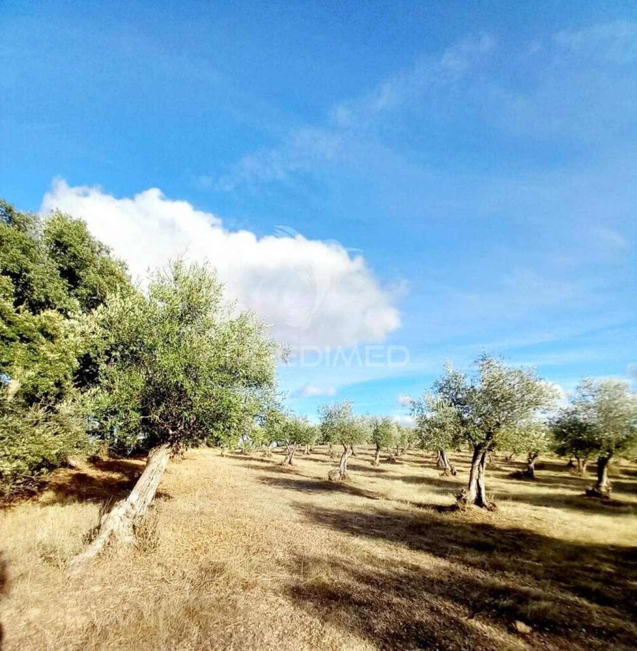 Quinta T1 para Venda em Redondo Foto 29