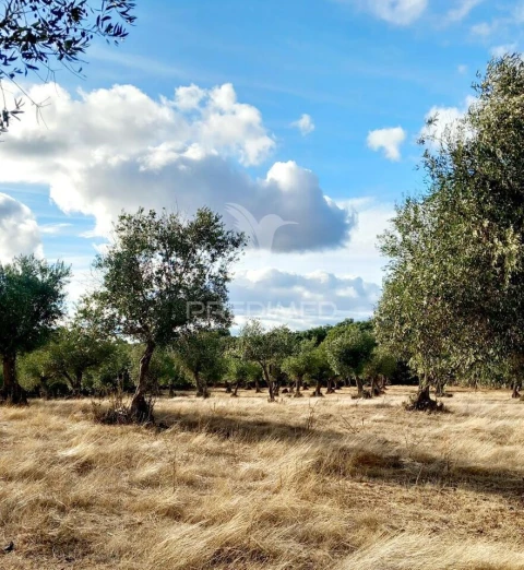 Quinta T1 para Venda em Redondo
